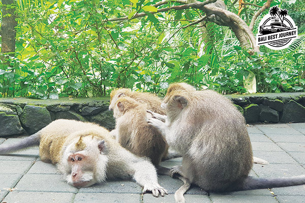 Monkey Forest Ubud: The Place to See the Funny Behavior of Monkeys